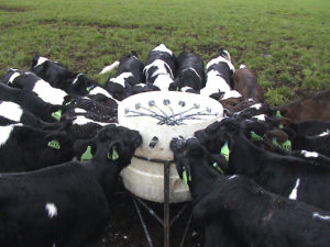 Group calf feeder