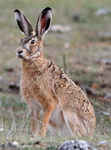 Hare