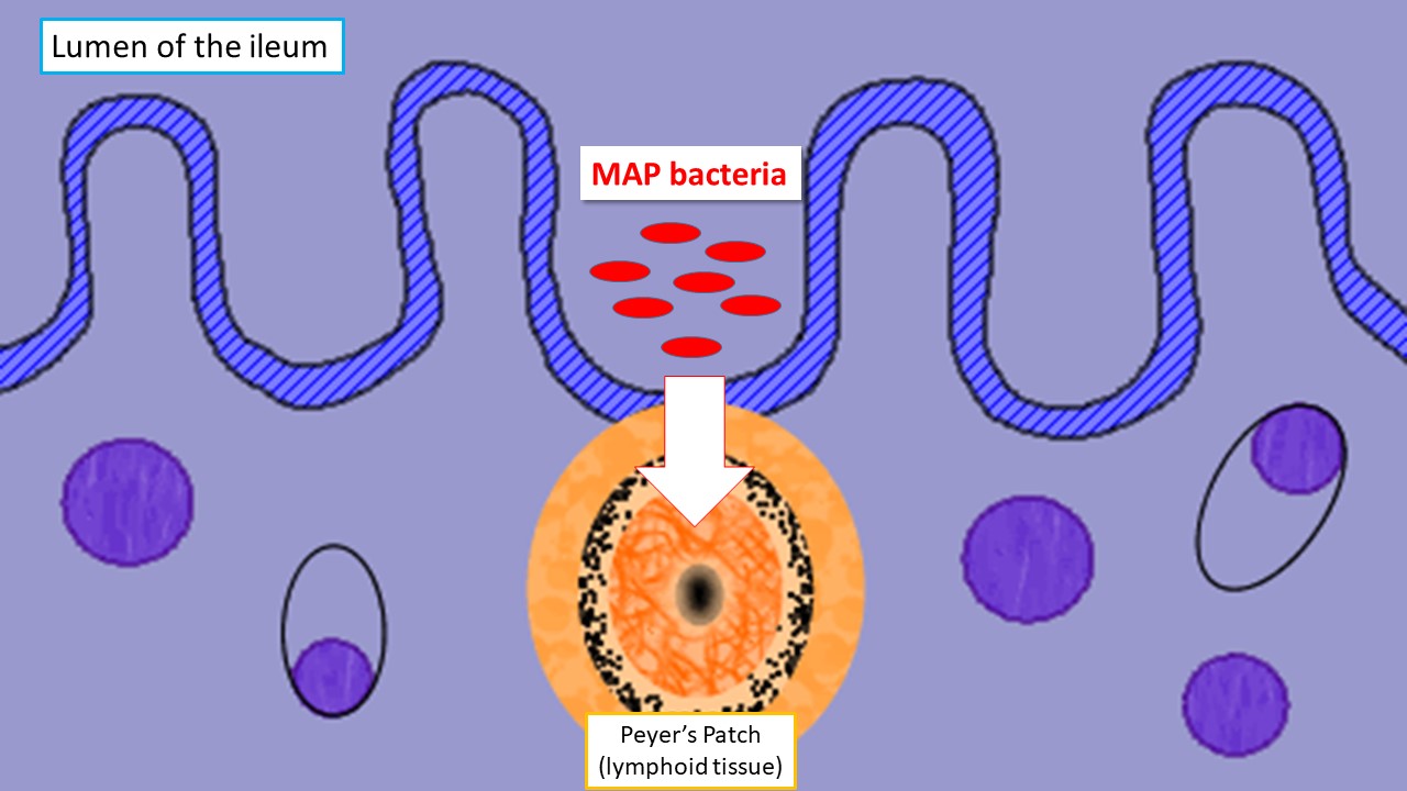 Pathology – Johne's Information Center – UW–Madison