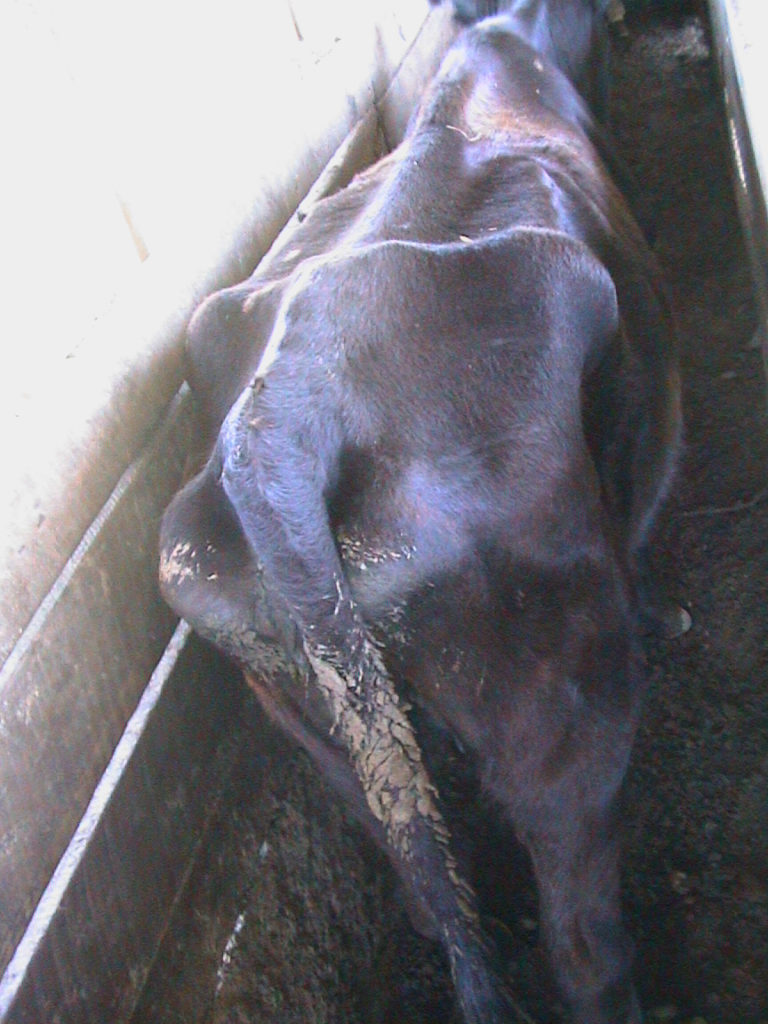 Cattle with clinical JD Johne's Information Center UWMadison