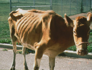 Johne S Disease A To Z Johne S Information Center Uw Madison