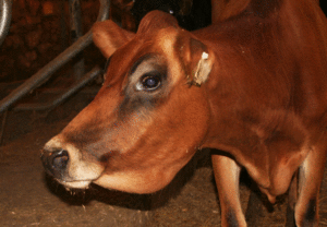 jaw bottle cattle johnes cow edema clinical jd johne submandibular collins dairy wisconsin jersey taken farm
