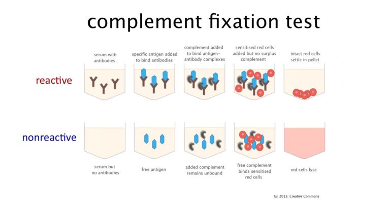 cf-complement-fixation-assay-johne-s-information-center-uw-madison