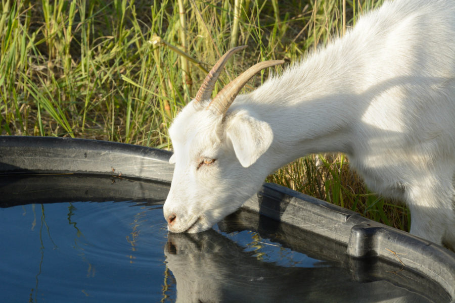 Control Johne's Information Center UWMadison