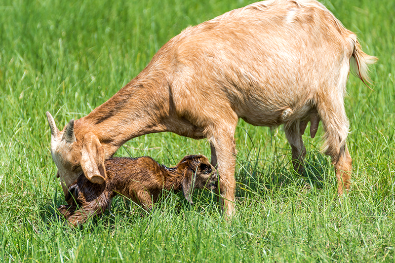 Mother Goat.