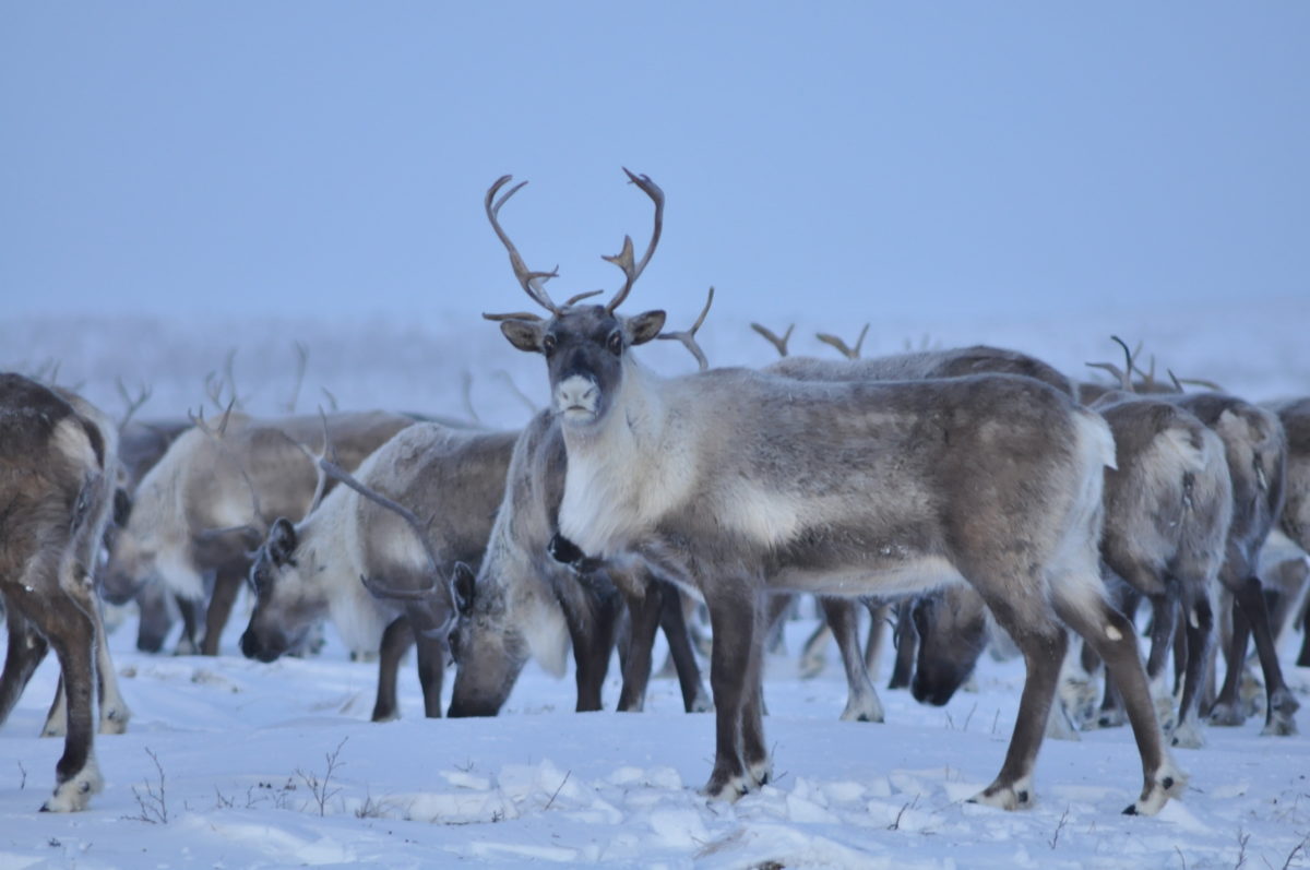 Wild Ruminants – Johne's Information Center – UW–Madison