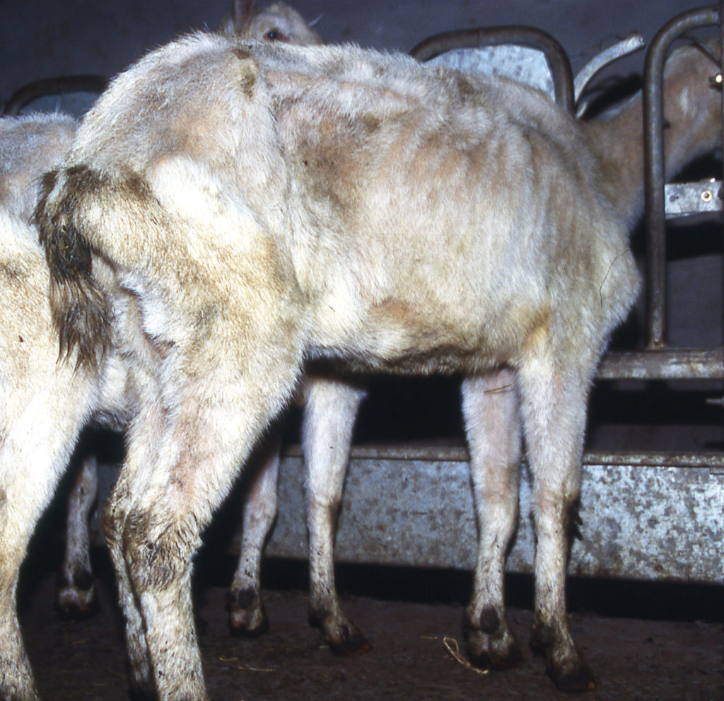 Goats with clinical JD Johne's Information Center UWMadison