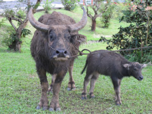 Water Buffalo in Australia (Bubalus bubalis)​