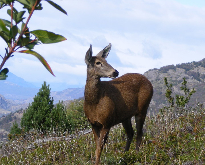 Life-Threatening Foot Disease Found in Endangered Huemul Deer in