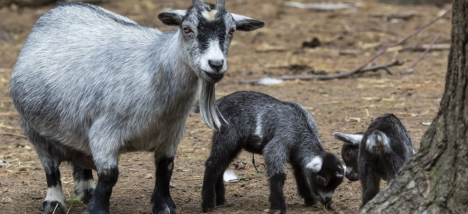 Cute Pic Of Male Goat