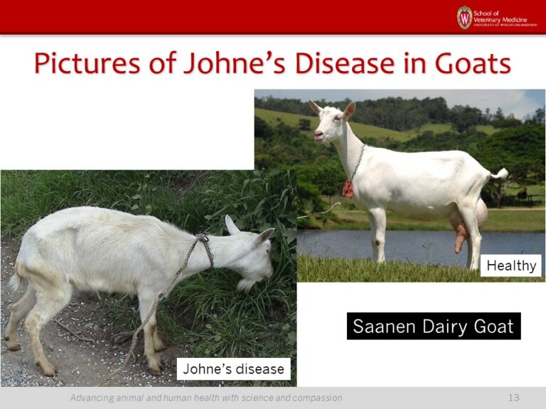 Presentation Jd In Goats Johnes Information Center Uwmadison 2910